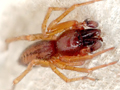 Clubiona comta
